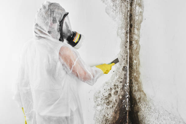 Best Residential Mold Removal  in Pagedale, MO
