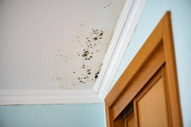 Best Home Mold Removal  in Pagedale, MO