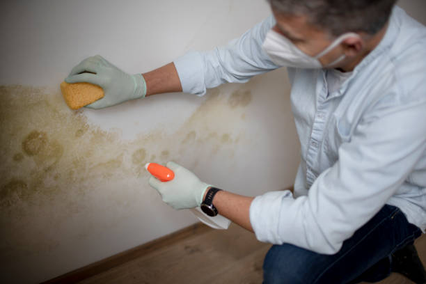 Professional Mold Removal in Pagedale, MO