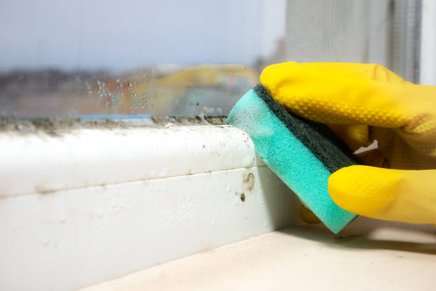 Best Professional Mold Removal  in Pagedale, MO