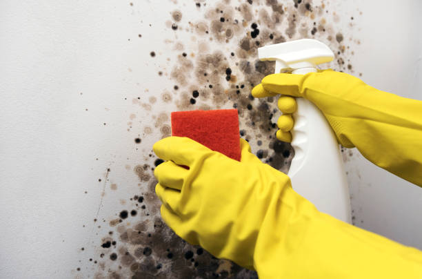 Best Professional Mold Removal  in Pagedale, MO