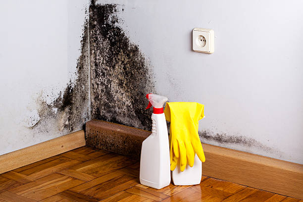 Attic Mold Removal in Pagedale, MO